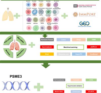 Integrating multi-omics and machine learning survival frameworks to build a prognostic model based on immune function and cell death patterns in a lung adenocarcinoma cohort